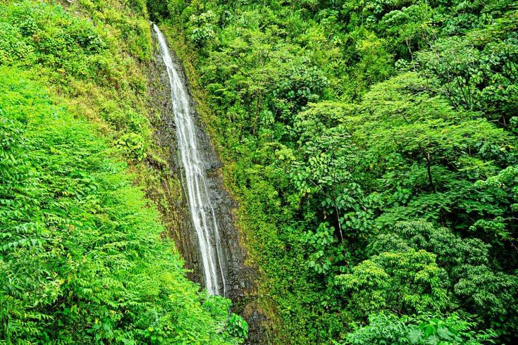 Manoa Falls Trail Oahu