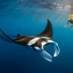 Manta Ray Snorkel Kauai