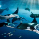 Manta Rays on the Big Island