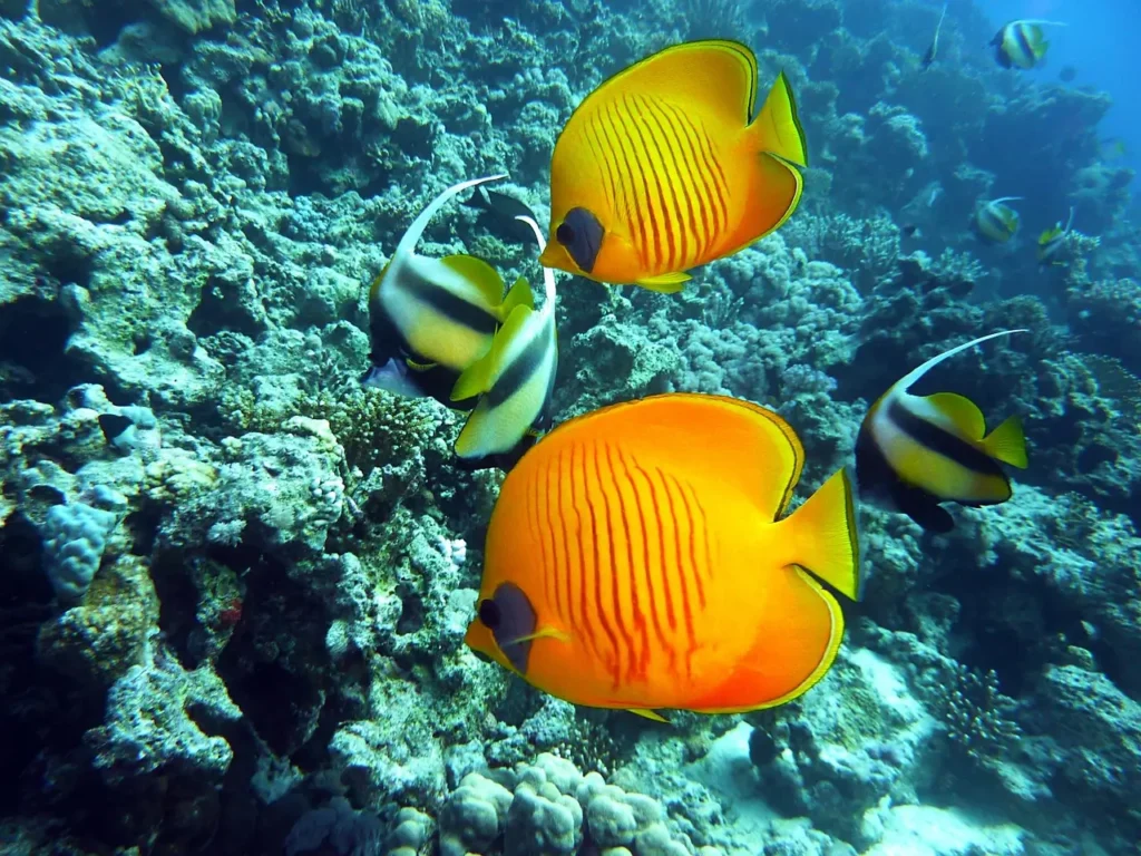 Butterflyfish are easy to recognize because of their bright colors and graceful swimming patterns.