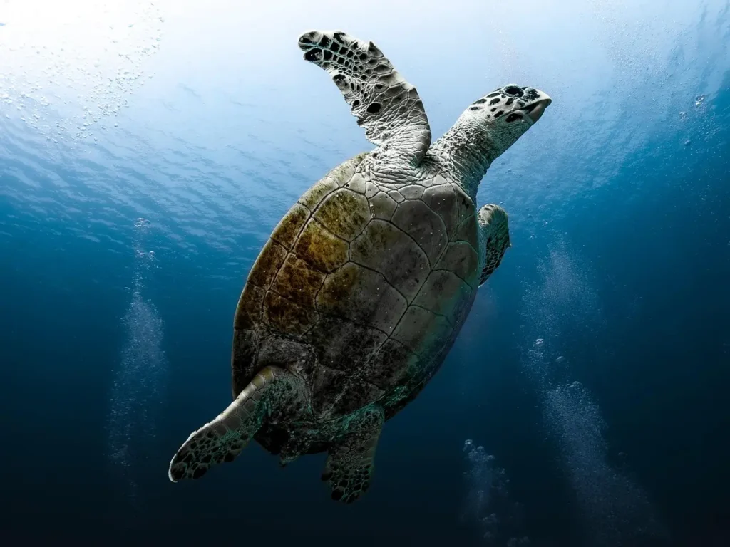 Hawaiian Green Sea Turtles