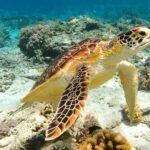 Turtle Canyon Snorkel Tour