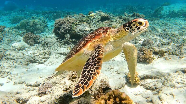 Turtle Canyon Snorkel Tour