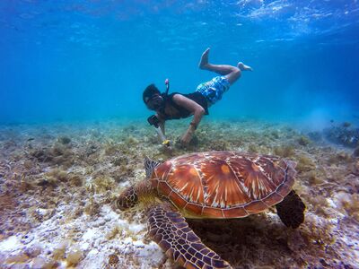  Turtle Canyon Snorkel Tour Waikiki

