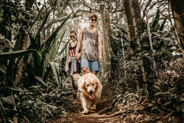 Ehukai Pillbox Hike Trail 