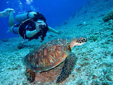  Turtle Canyon Snorkel Tour Waikiki experience